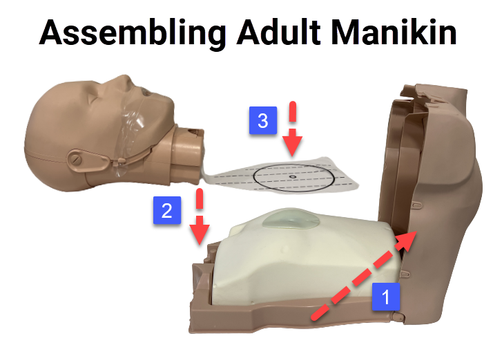 Assembling manikin